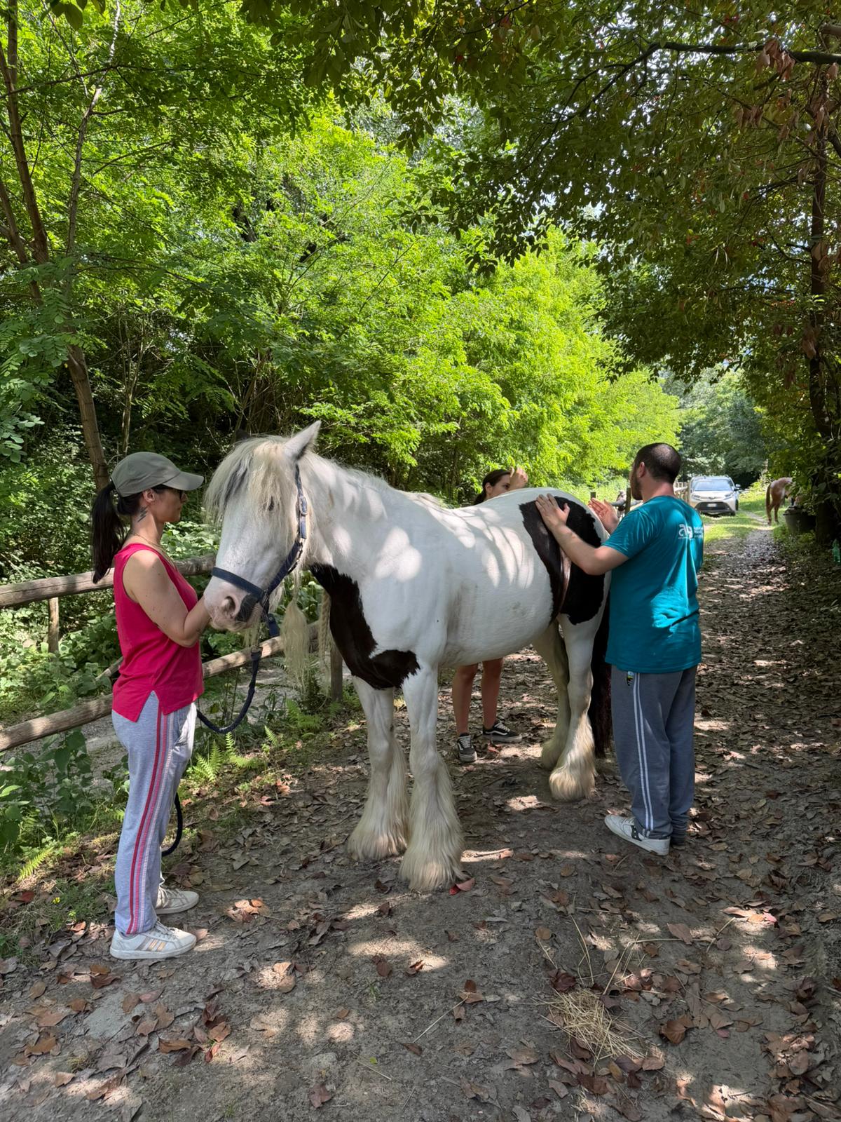 Massoterapia equina con cavallo tenuto alla lunghina in esterno.