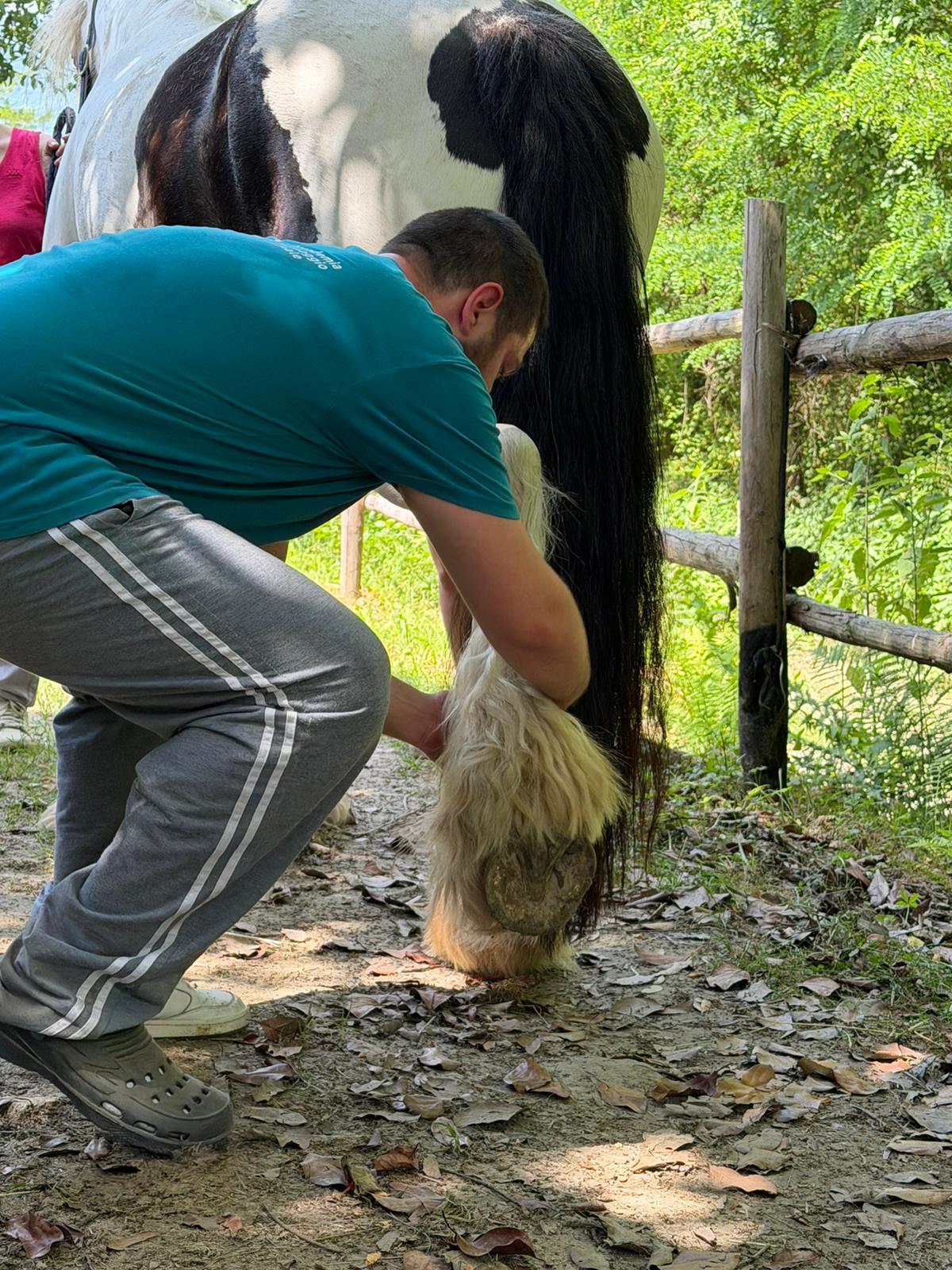 Trattamento manuale sull'arto posteriore del cavallo.