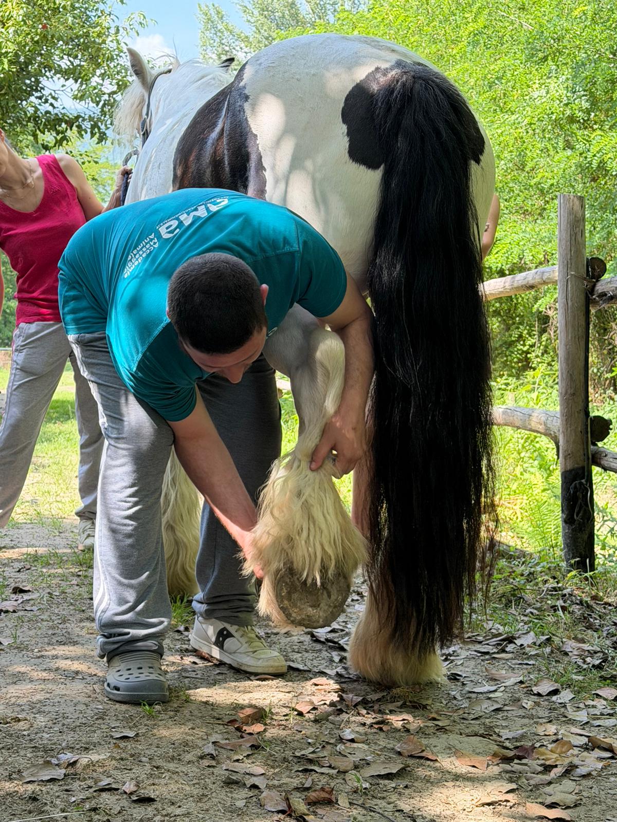 Massoterapia equina con operatore al lavoro sull'arto del cavallo.
