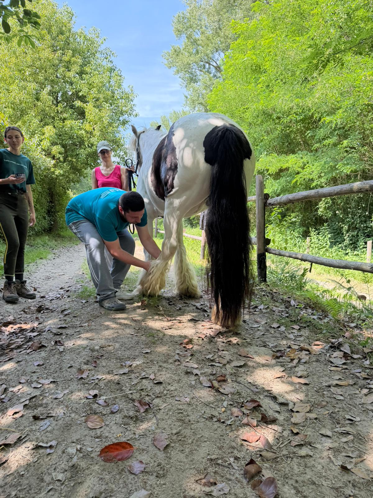 Sessione di massoterapia equina all'aperto.